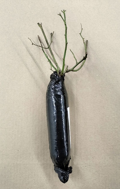 Роза парковая Жардин де Вилландри